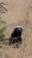 honey badger searching for food