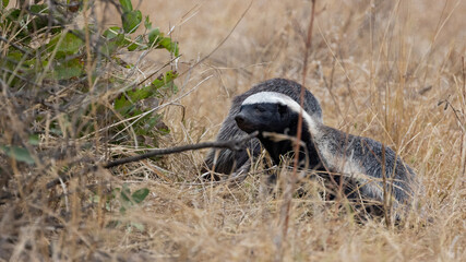 honey badgers searching for food