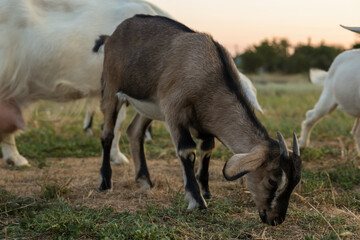 Fototapeta premium Cute goatling on pasture at farm. Baby animal