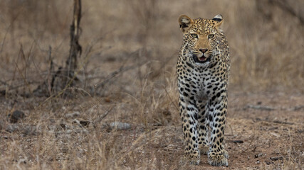 Fototapeta na wymiar leopard closeup in the wild