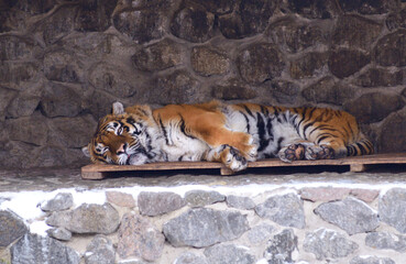 Tiger sleeping on a wooden pallet in the outdoor municipal zoo aviary