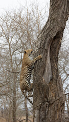a leopard climbing up a tree - closeup