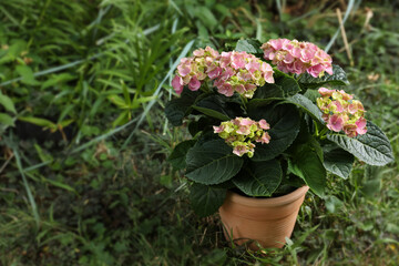 Beautiful blooming hortensia plant in pot outdoors. Space for text