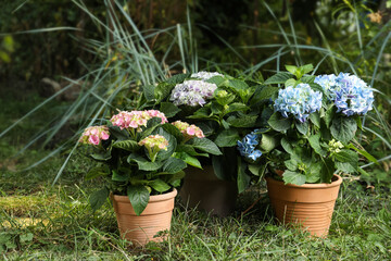 Beautiful blooming hortensia plants in pots outdoors