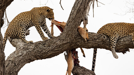 Leopard mother and cub in a tree 