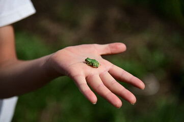 男の子の手のひらに蛙
