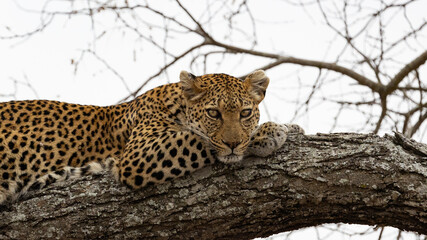 a Leopard resting in a tree