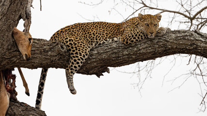 Leopard in a tree with a kill