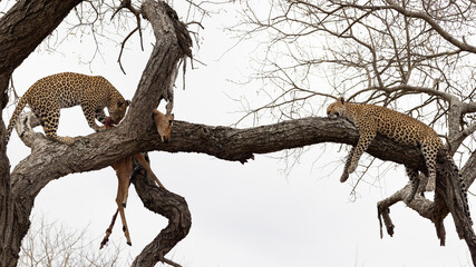Leopard mother and cub in a tree 