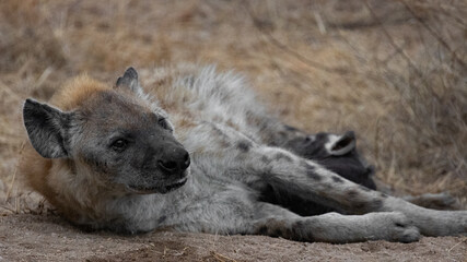 spotted hyena nursing her cub