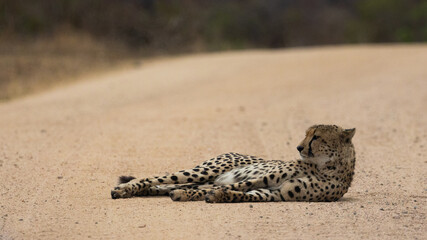 a mature male cheetah in the wild