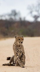 a mature male cheetah in the wild