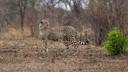 a mature male cheetah in the wild
