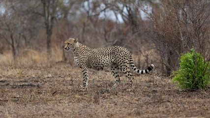 a mature male cheetah in the wild