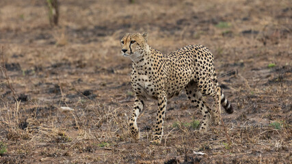 a cheetah on a trot in the wild