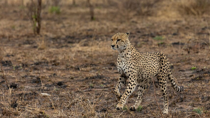 a cheetah on a trot in the wild