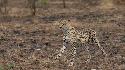 a cheetah on a trot in the wild