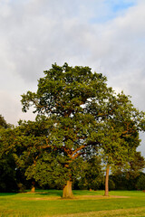 A lonely oak tree in the field at sunset, England, UK