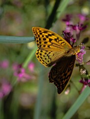 butterfly on flower