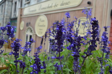 Lavender bushes blooming in front of a Parisian style coffee shop