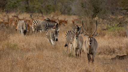 Fototapeta na wymiar Waterbuck, zebras, impala herds together.
