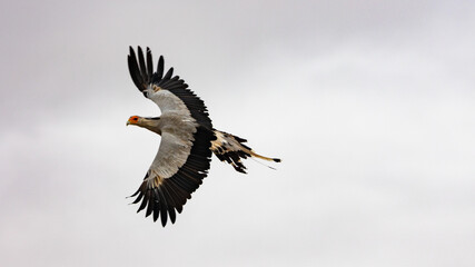 Obraz premium a secretarybird in flight close up