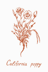 California poppy flower plasnt stem with leaves flovers, buds and seeds, long root, doodledrawing with inscription, vintage style