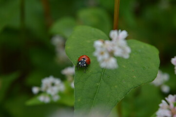 Little Cutie Ladybug on the leaf in a garden full of  Buckwheat flowers
