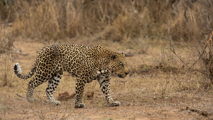 a big male leopard on his territorial patrol