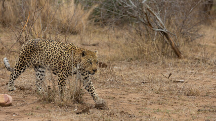 a big male leopard on his territorial patrol