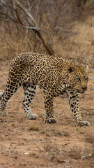 a big male leopard on his territorial patrol