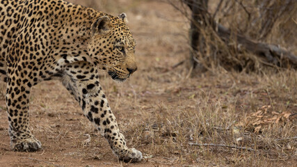 a big male leopard on his territorial patrol