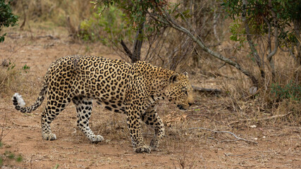 a big male leopard on his territorial patrol