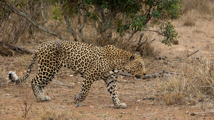 Fototapeta na wymiar a big male leopard on his territorial patrol