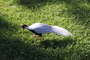 uccelli