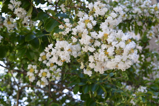 Beautiful branch of white Crape Myrtle in full bloom 
