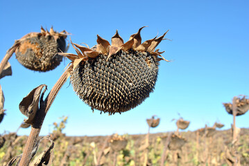 Dry ripe sunflower close up detail, blue bright sky and field soft blurry  background