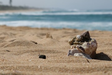 Fototapeta na wymiar shells on the beach