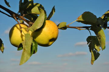 Branch with ripe yellow apples, blurry leaves and sky with clouds background, sunny day in Ukraine