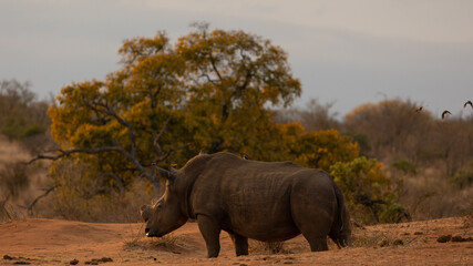 Fototapeta premium White rhino in the golden hour