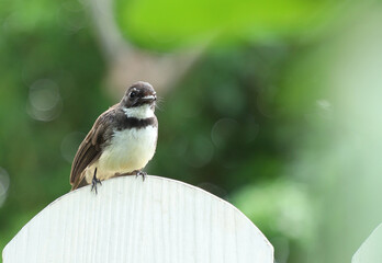 A close-up image of a Pied Fantail bird is perching on a fence. Depth of field image, green background