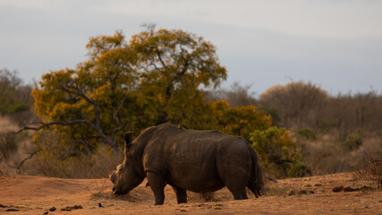 White rhino in the golden hour © Jurgens