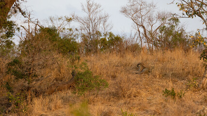 a Leopard mother and baby