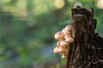 Forest mushrooms (Hypholoma lateritium), known as brick cap, chestnut mushroom, cinnamon cap, brick top, red woodlover, or kuritake, growing on an old rotten tree trunk. 