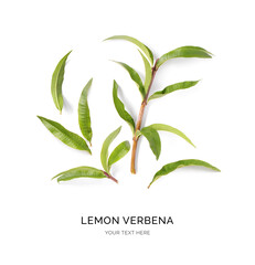 Creative layout made of lemon verbena on the white background. Flat lay. Food concept. Macro  concept. - obrazy, fototapety, plakaty