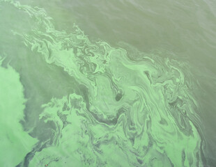 Scary figures on the green duckweed on the pond water