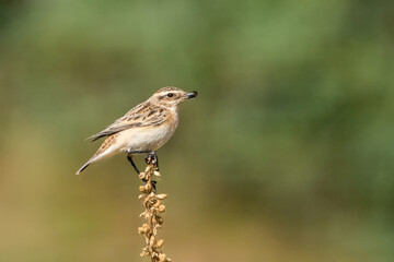 Çayır taşkuşu » Whinchat » Saxicola rubetra