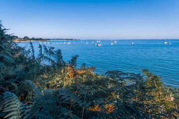 A photograph of Quiberon Harbor shot from behind a tree showing the boats and horizon