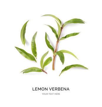 Creative layout made of lemon verbena on the white background. Flat lay. Food concept. Macro  concept.