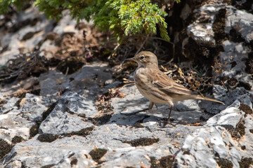Dağ incirkuşu » Water Pipit » Anthus spinoletta
